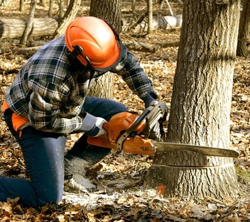 Tree Removal in Pilot Mound, IA